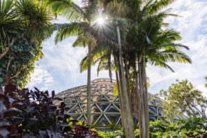 The existing Tropical Dome at Brisbane Botanical Gardens